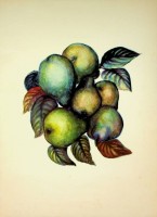 KRL - Menukaart Koninklijke Rotterdamsche Lloyd, Pears