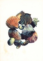 Menukaart Koninklijke Rotterdamsche Lloyd, Shells