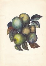 Menukaart Koninklijke Rotterdamsche Lloyd Pears
